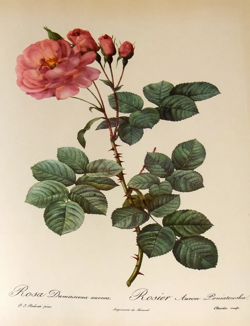 Rosa Damascena Aurora, Pierre-Joseph Redouté