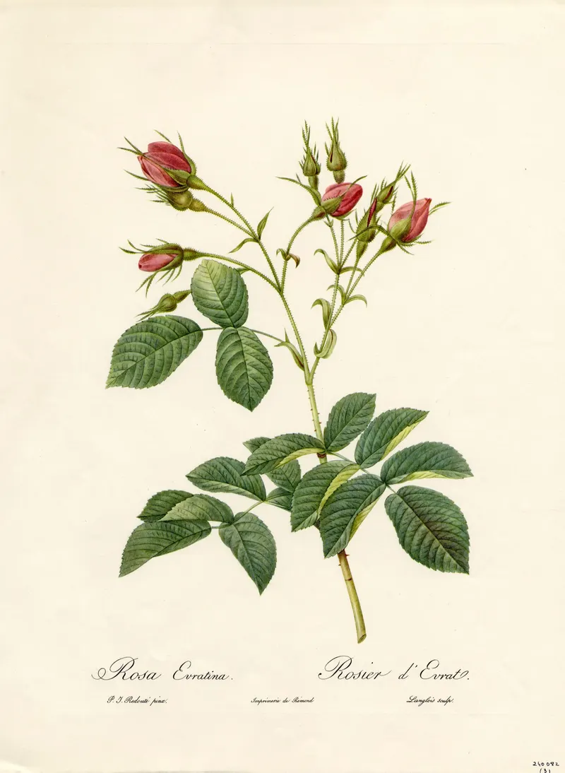 Evrat’s Rose, Pierre-Joseph Redouté