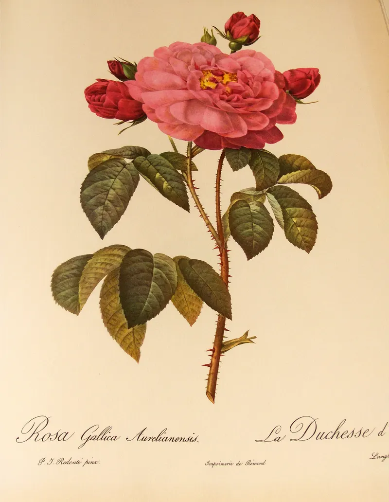 The French Rose, Pierre-Joseph Redouté