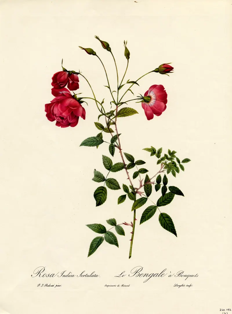 The Bouquet Bengal Rose, Pierre-Joseph Redouté