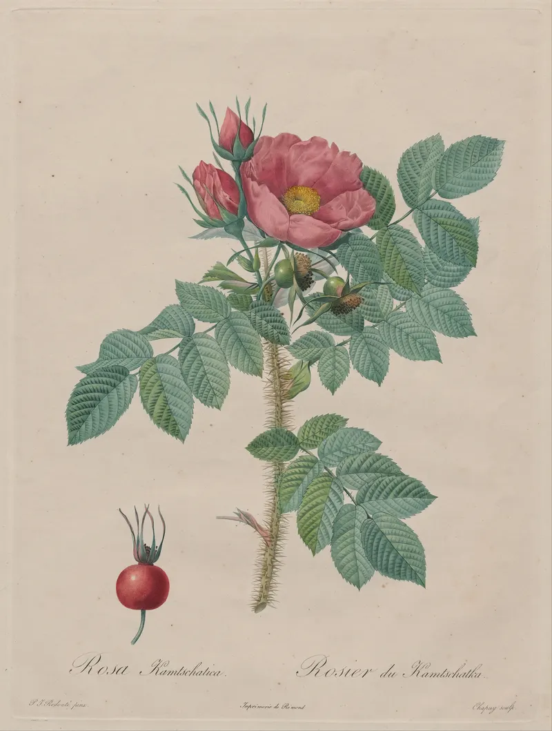 The Kamchatka Rose, after Pierre-Joseph Redouté