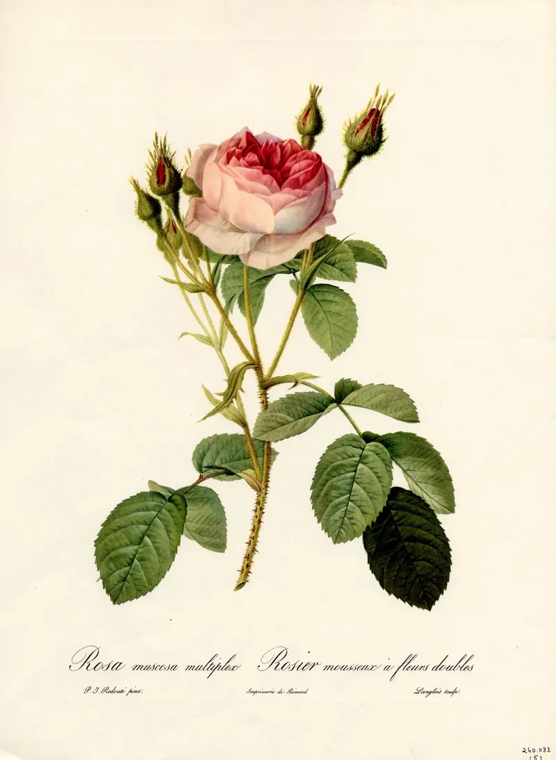 The Double Moss Rose, Pierre-Joseph Redouté
