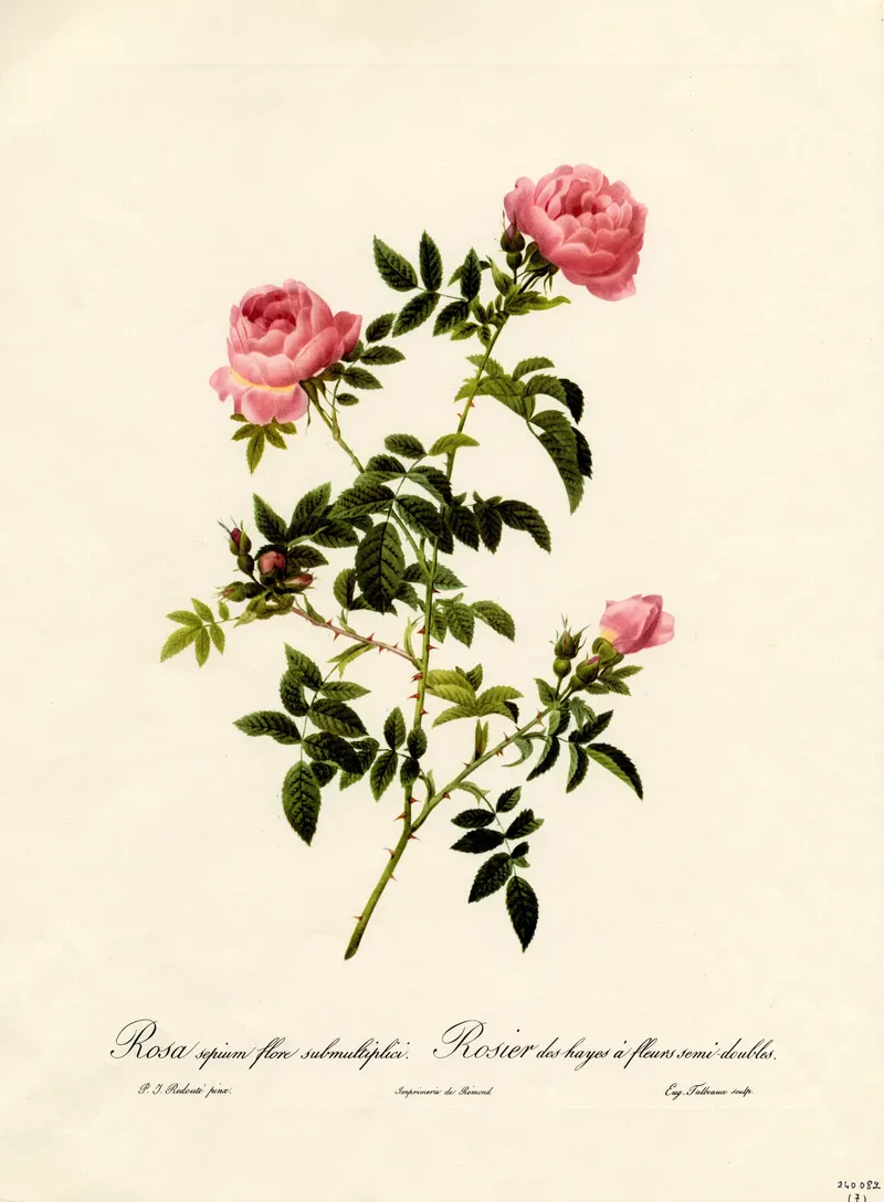 The Hedge Rose, Pierre-Joseph Redouté