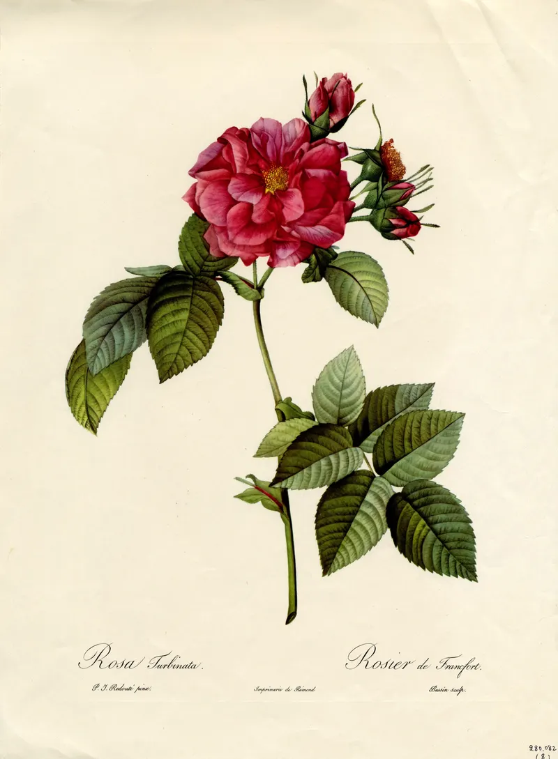 The Frankfurt Rose, Pierre-Joseph Redouté