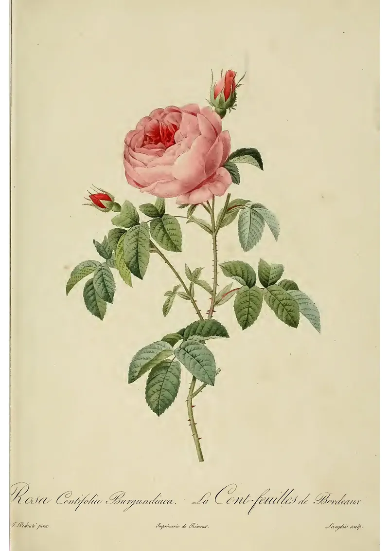 Rosa Centifolia, Pierre-Joseph Redouté (1759 to 1840)