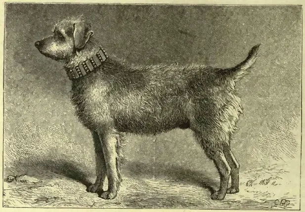 The Airedale Terrier (Vero Shaw breed plate), Vero Shaw (pub.)