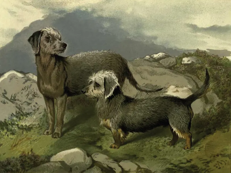 Bedlington and Dandie Dinmont Terriers (Vero Shaw breed plate), Vero Shaw (pub.)