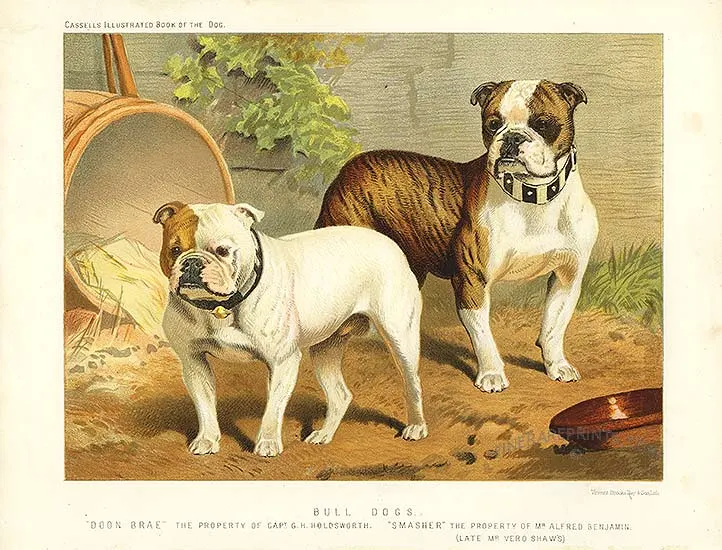 Bull Dogs (Vero Shaw breed plate), Vero Shaw (pub.)
