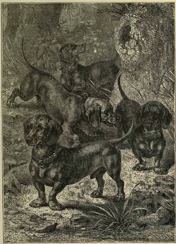 The Dachshund (Vero Shaw breed plate), Vero Shaw (pub.)