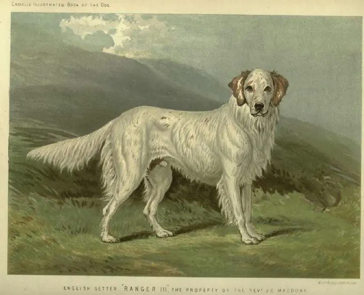 The English Setter (Vero Shaw breed plate), Vero Shaw (pub.)
