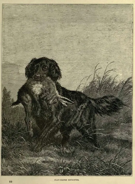 The Flat-coated Retriever (Vero Shaw breed plate), Vero Shaw (pub.)