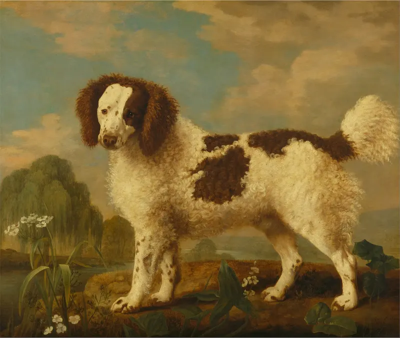 Brown and White Norfolk or Water Spaniel, George Stubbs