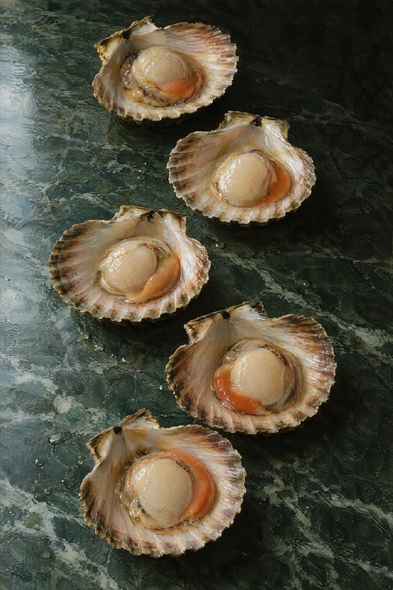 Scallops In Shells, Painted Agency
