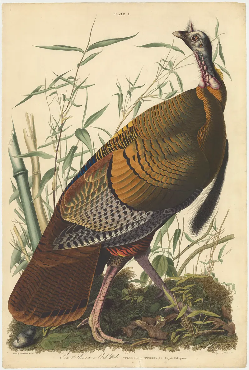 Wild Turkey, John James Audubon; engraved by W. H. Lizars (1785 to 1851)