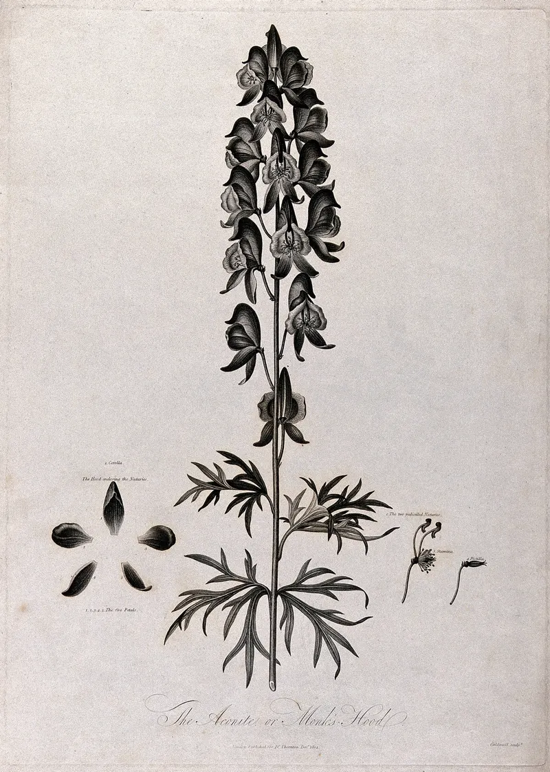 Monkshood, after Robert John Thornton