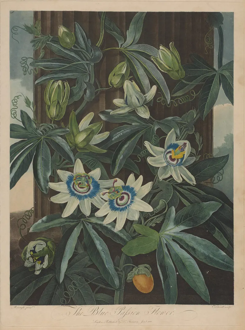 The Blue Passion Flower, Robert John Thornton