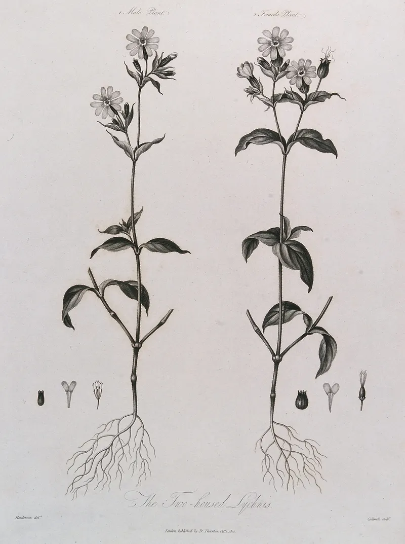 The Campion, Male and Female, after Robert John Thornton