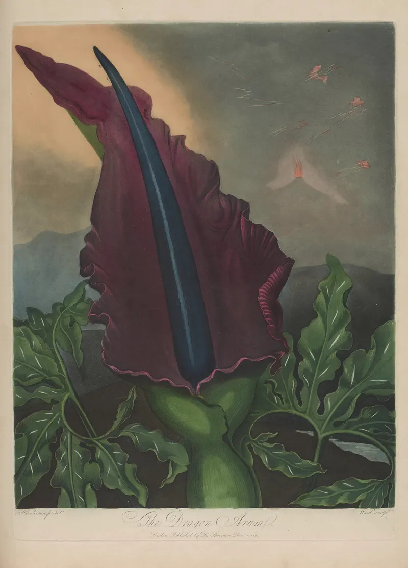 The Dragon Arum, William Ward, after Peter Charles Henderson and Robert John Thornton