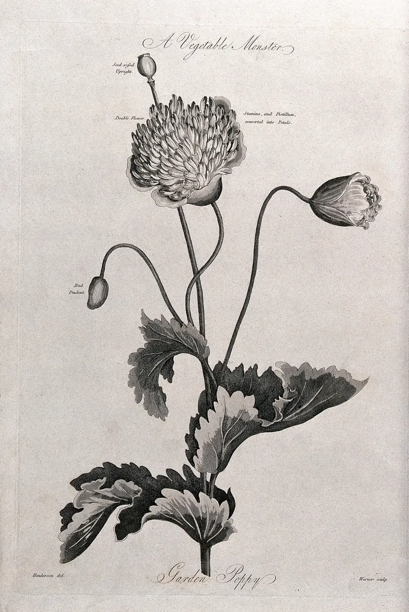 The Garden Poppy, after Robert John Thornton