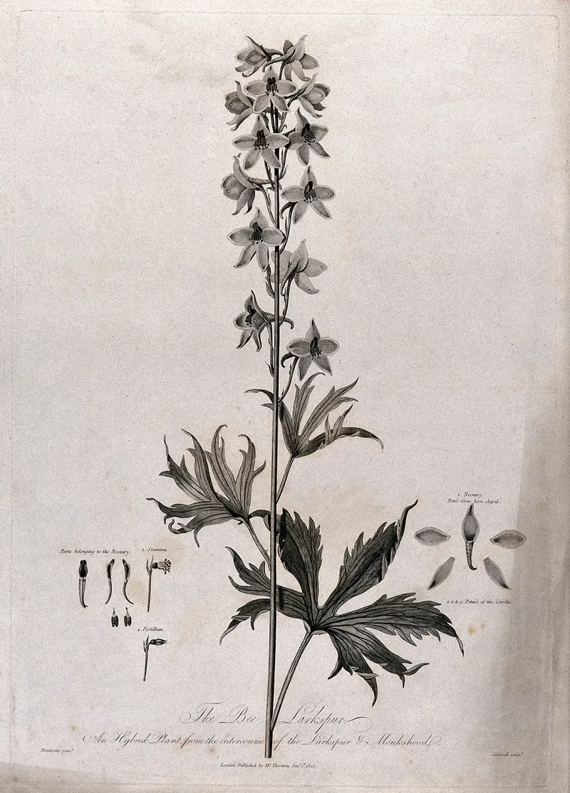 The Bee Larkspur, after Robert John Thornton