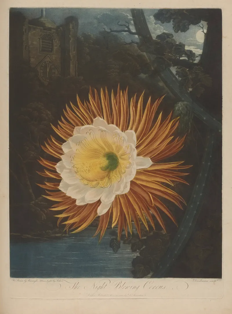 The Night-Blowing Cereus, after Philip Reinagle and Robert John Thornton