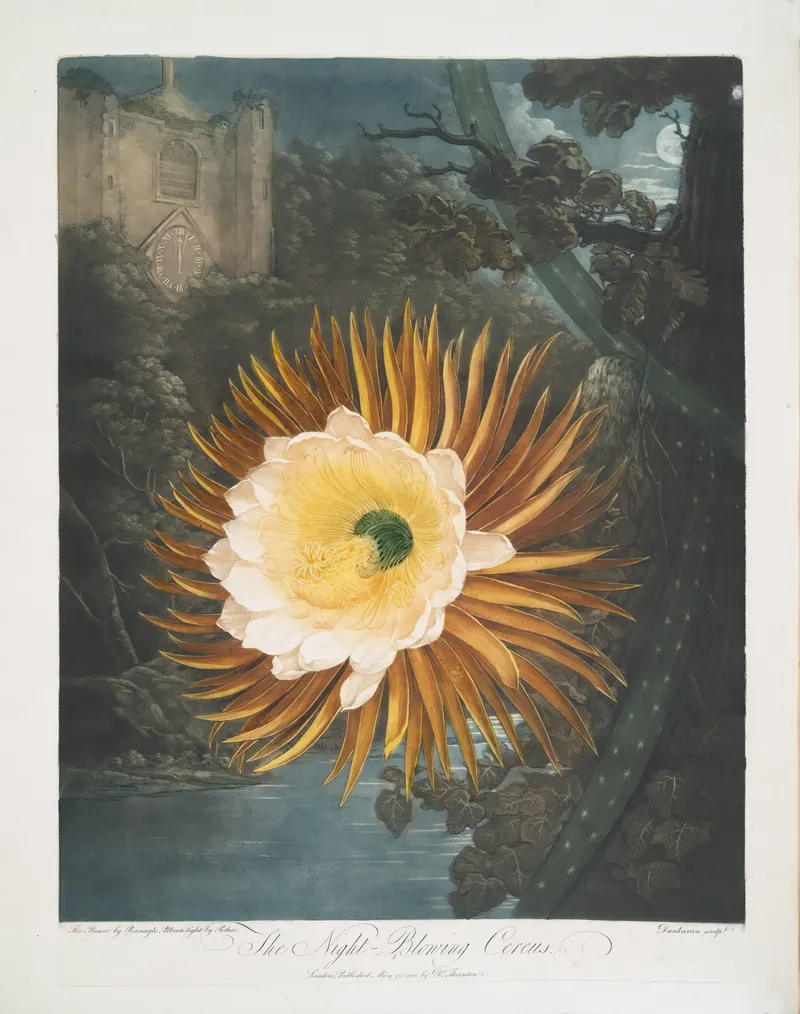 The Night-Blowing Cereus, Robert John Thornton