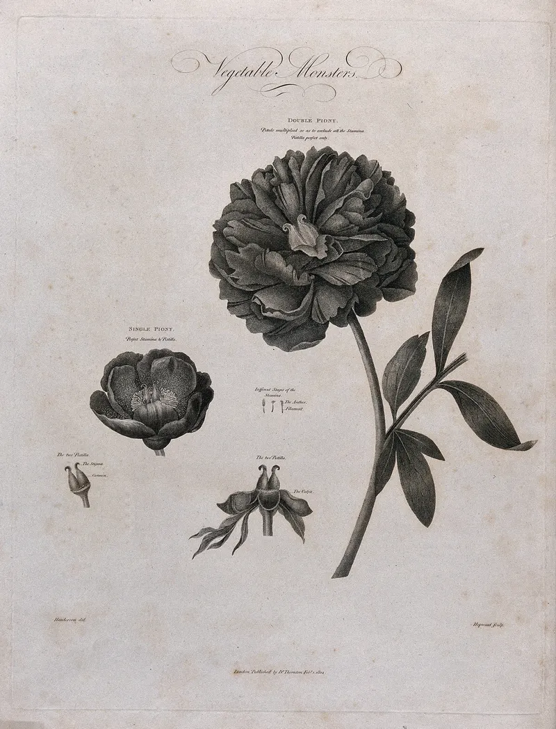 The Paeony, Double and Single, after Robert John Thornton