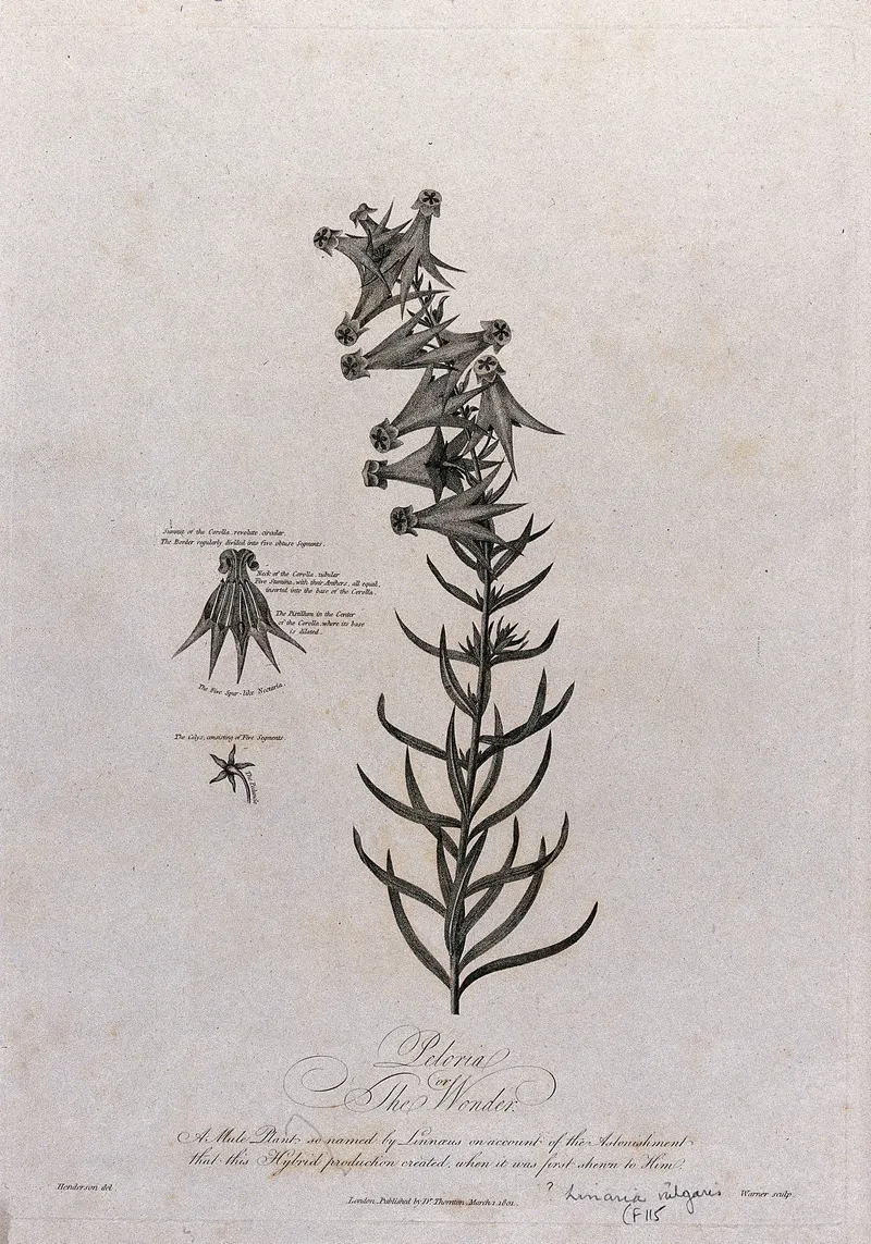 Toadflax, after Robert John Thornton