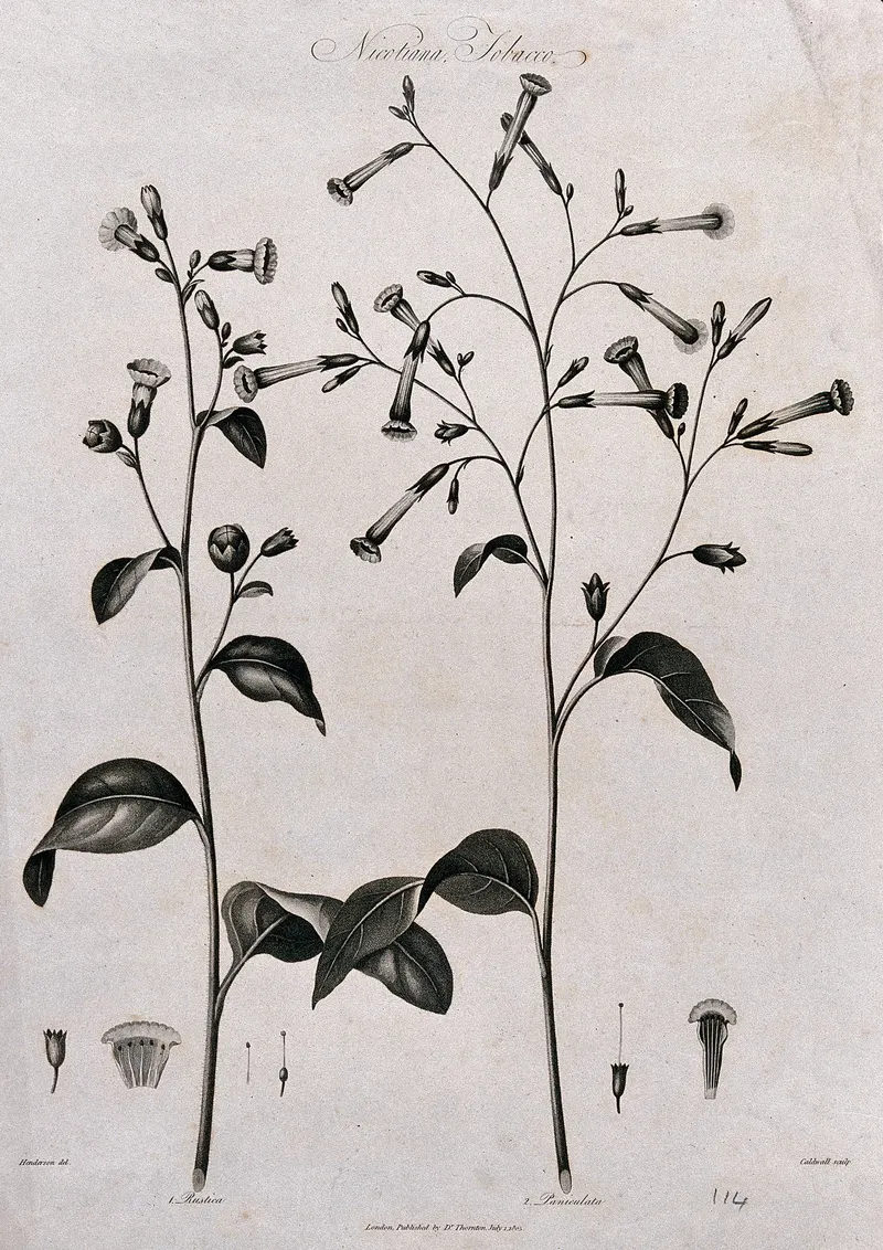 The Tobacco Plant, after Robert John Thornton