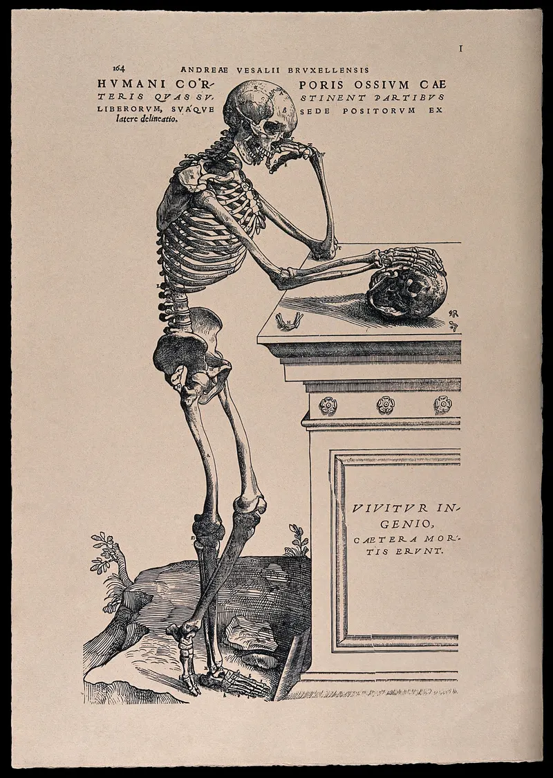 The Contemplating Skeleton, Andreas Vesalius