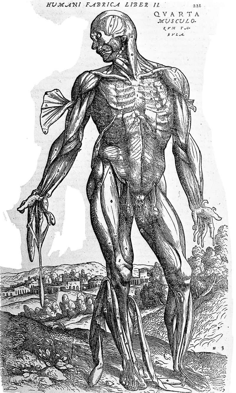 The Fourth Muscle Man, Andreas Vesalius (woodcut, Basel workshop of Johannes Oporinus)