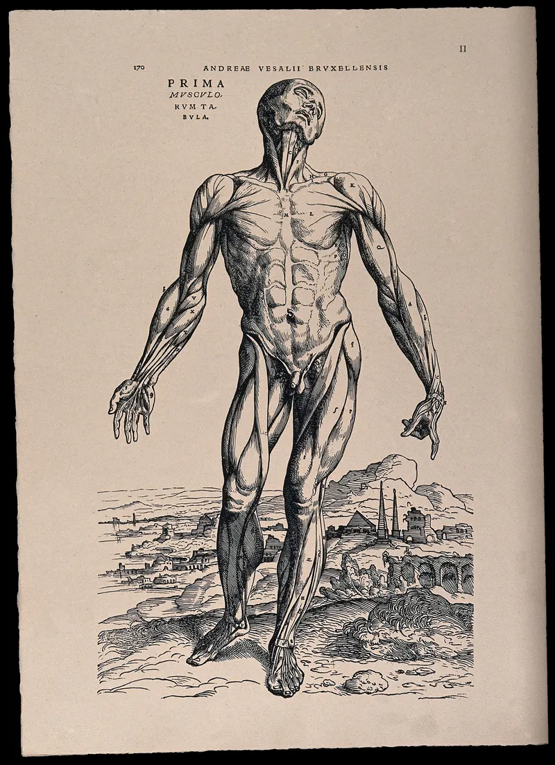 The Muscle Man, Andreas Vesalius