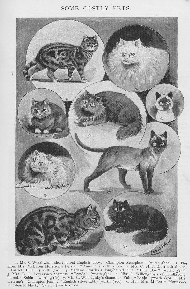 The Harmsworth Magazine Champions, Louis Wain