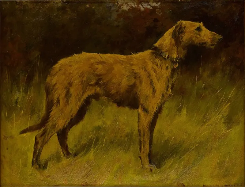 An Irish Wolfhound, Arthur Wardle