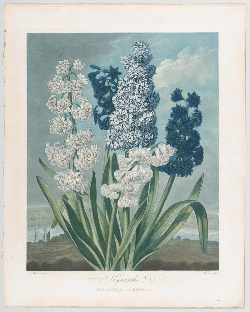 Hyacinths, Thomas Warner, after Robert John Thornton