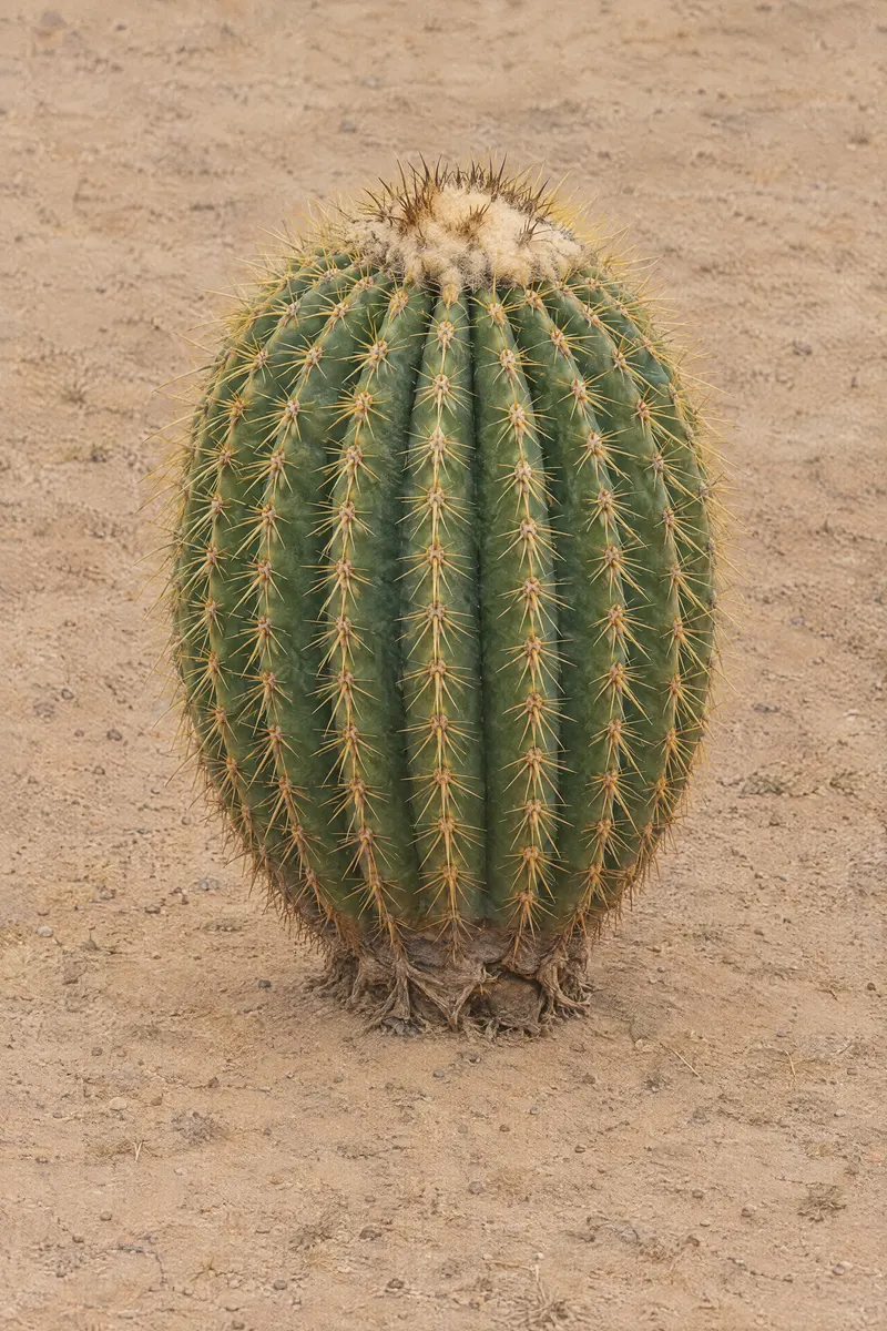 Barrel Cactus Hillside, Painted Agency
