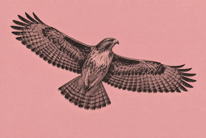 Hawk On Dusty Pink, Painted Agency